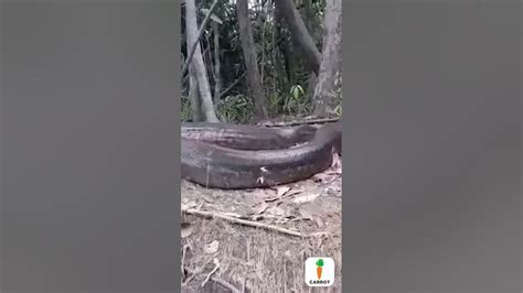 The Biggest Snake Caught On Camera In The Bolivian Amazon Youtube