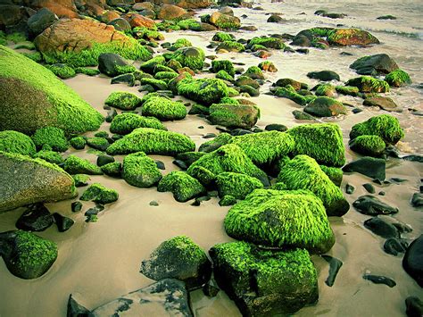 Beach Rocks Covered With Seaweed Photograph By Andre Bernardo Fine