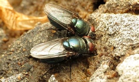 Fly My Pretties Carrion Eating Insects Bring Mammal Data To