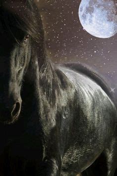 full moon black horse horses beautiful horses horse photography