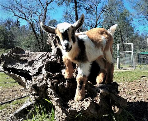 Adata Nigerian Dwarf Goats California