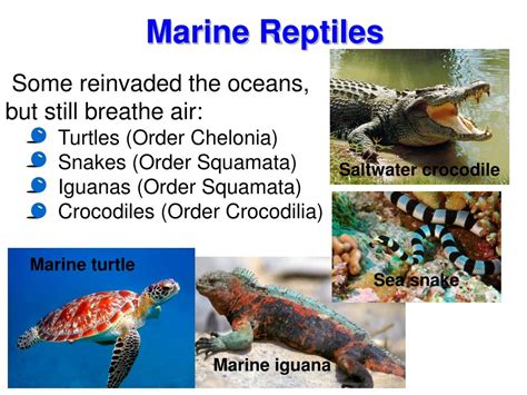 Ppt Marine Reptiles Powerpoint Presentation Free Download Id6787644
