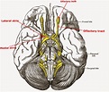 A Tale of Med Students: Olfactory Nerve – Cranial Nerve I/1