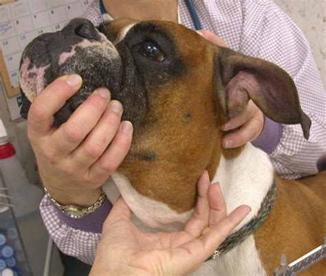 These refer to the inflammation or enlargement of lymph nodes located in the neck area that is just below the chin. Enlarged Lymph Nodes in Dogs & Cats - A Swelling Not to Be ...