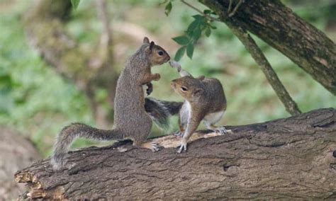 Prince Charles Backs Plan To Kill Grey Squirrels Invasive Species