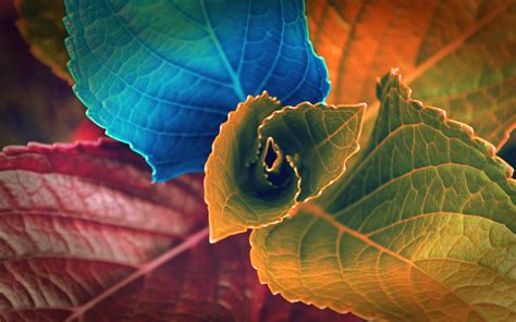 Colors Of Leaves Wallpapers Hd Wallpapers Id 12741