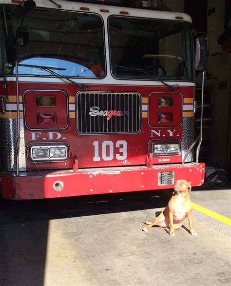 Pin On Firehouse Dogs