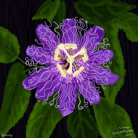 Purple Passion Flower ← A Ornamental Speedpaint Drawing By Kutedymples Queeky Draw And Paint
