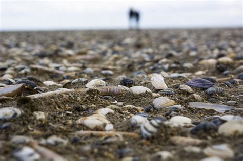 A praia das conchas no guarujá é um verdadeiro encanto. Mar E Conchas Do Mar Praia E Close-up Das Conchas Do Mar ...