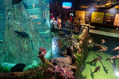 Aquaria Klcc Attractions Wonderful Malaysia