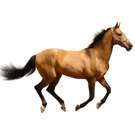 Horse Running Brown Sideview Stick Horses Cute Horses Horse Stables