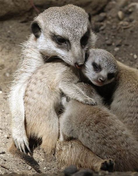 ภเгคк ค๓๏ Meerkat Zoo Animals Cute Animals