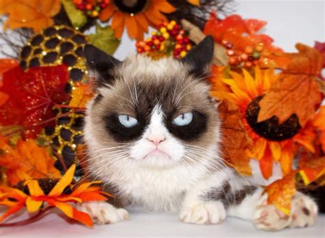Grumpy Cat Passes Away At Just 7 Years Old Mothershipsg News From