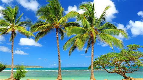 Three Palm Trees On Beach Sand Above Cloudy Blue Sky Hd Palm Tree