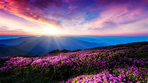 1920x1080 Flowers Landscape Pink Flowers Mountain Sunlight Sun Rays