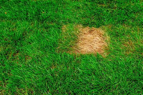 What Causes Brown Spots On Lawns Storables