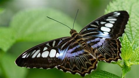 Butterfly 4k Ultra HD Wallpaper | Background Image | 3840x2160