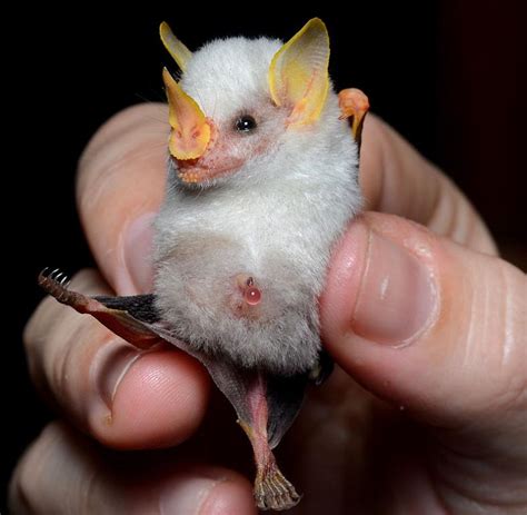 15 Super Cute Honduran White Bat Facts Fact Animal