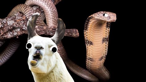 10 Interesting King Cobra Facts You Never Knew Beano