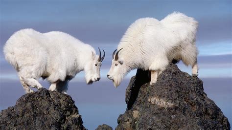Twin Rocky Mountain Goats Hd Desktop Wallpaper Widescreen High
