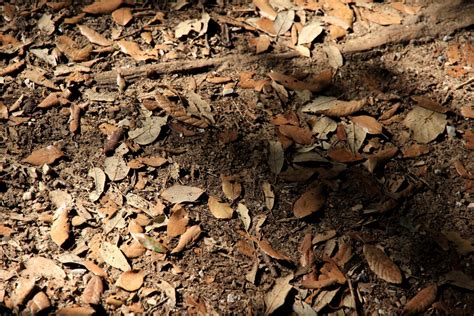 Free Images Tree Nature Rock Branch Wood Ground Texture Leaf