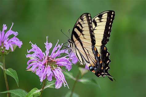 Eastern Tiger Swallowtail By Dale Kincaid Close Up Photography