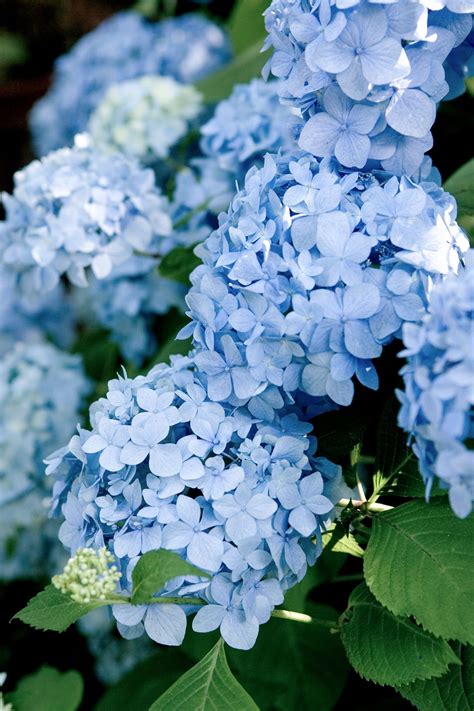 How To Choose The Best Hydrangeas To Grow In Your Garden Endless