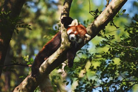 Red Panda By Krisvlad On Deviantart