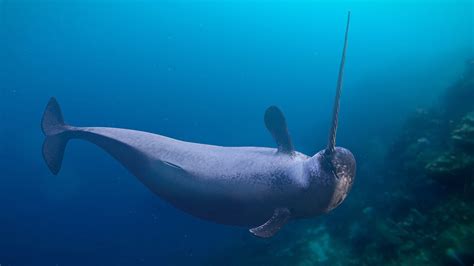 Scuba Dive With Narwhals In Newfoundland Canada