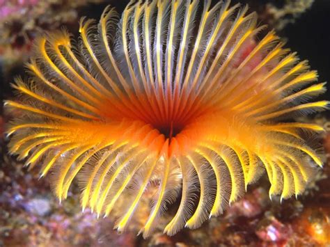 Underwater Flower Smithsonian Photo Contest Smithsonian Magazine