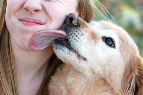 The Deadly Reason Why You Shouldnt Let Dogs Lick Your Face