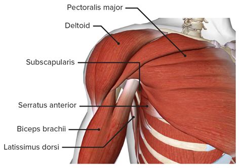 Axillary Anatomy Anatomy Drawing Diagram Images And Photos Finder