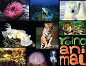 Mi pequeña biblioteca virtual: Reinos de la Naturaleza- Reino Animal