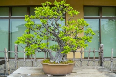 A Five Step Beginners Guide To Growing Bonsai Trees Lamudi