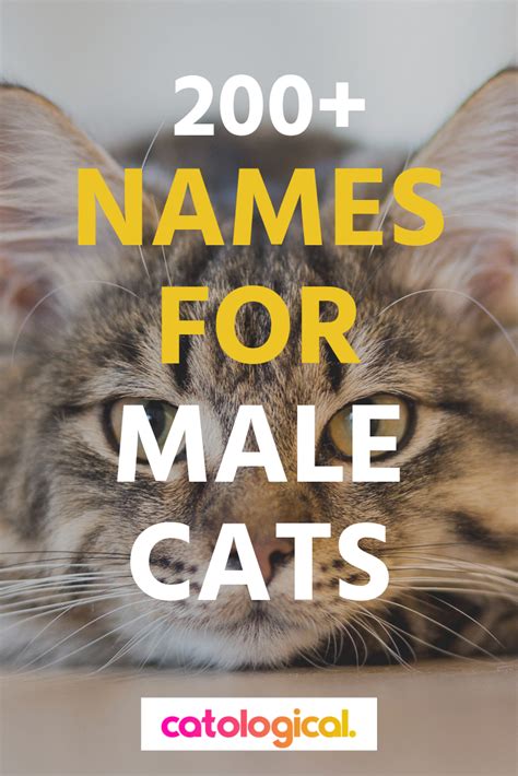 Top 200 Names For Boy Cats Cute Funny Unique Puns Colorful