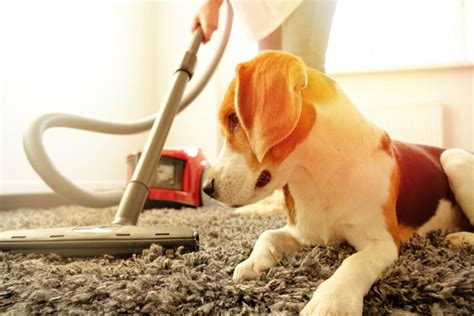 6 Great Cleaning Tips For Dog Owners The Dogs