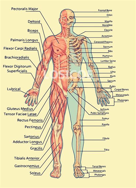 Muscle Schädel Medizin Menschlichen anatomie Vintage Poster Kraftpapier