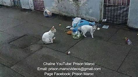 Rats Et Chats Prison Oukacha Casablanca