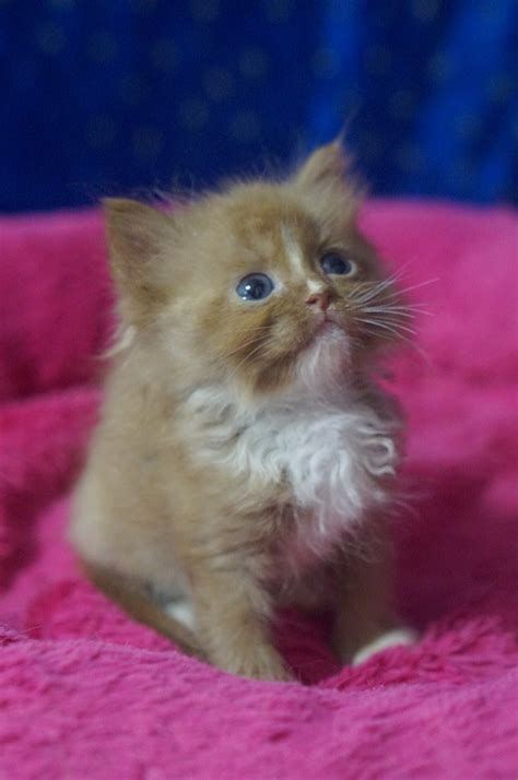 Cinnsation Cinnamon Mitted Male With Blaze Ragdoll Kittens For Sale