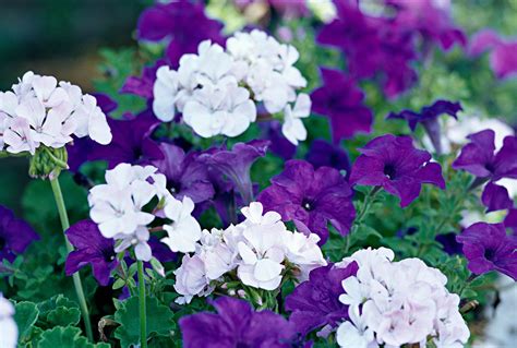 19 Top Annual Plant Pairings For Summer Long Color Blue And Purple