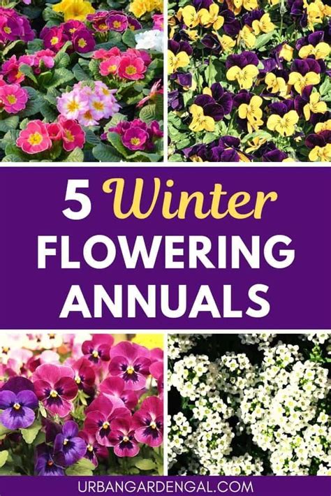 Winter Flowering Annuals Are Great For Adding Color To Your Garden Over