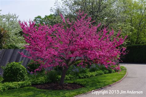 Incidentally, this plant will do okay in partial shade, though it won't prune at will if it gets carried away with its rather aggressive growth habit. Smaller shade trees for your yard including 6 natives