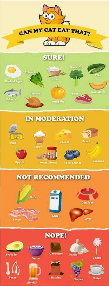 In these cases, corn is the best ingredient involved. What Faithful can and can't eat. | Homemade cat food, Cat ...