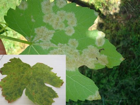 Grape Vine Treatments Most Common Diseases And Pests Nexles