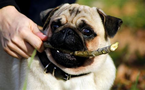 Pug Dog Best Hd Wallpapers 2013 ~ All About Hd Wallpapers