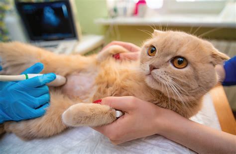 Ascites Is A Serious Symptom Catwatch Newsletter