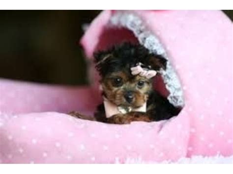 Yorkshire terriers are an easy dog breed to train. LovelyTeacup Yorkie Puppies For Adoption - Animals ...