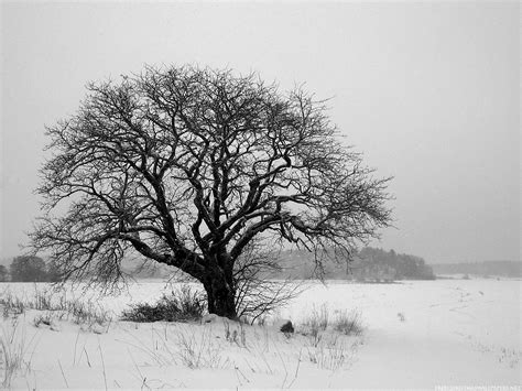 Free Download Nice Black And White Photograph Of A Lone Tree In Winter