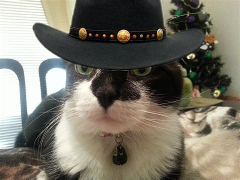 A dog in a cowboy hat. Our Monday Miracle Is Tuxie, Who Lost His Ears but Looks ...