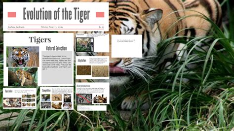 Evolution Of The Tiger By Joshua Jackson